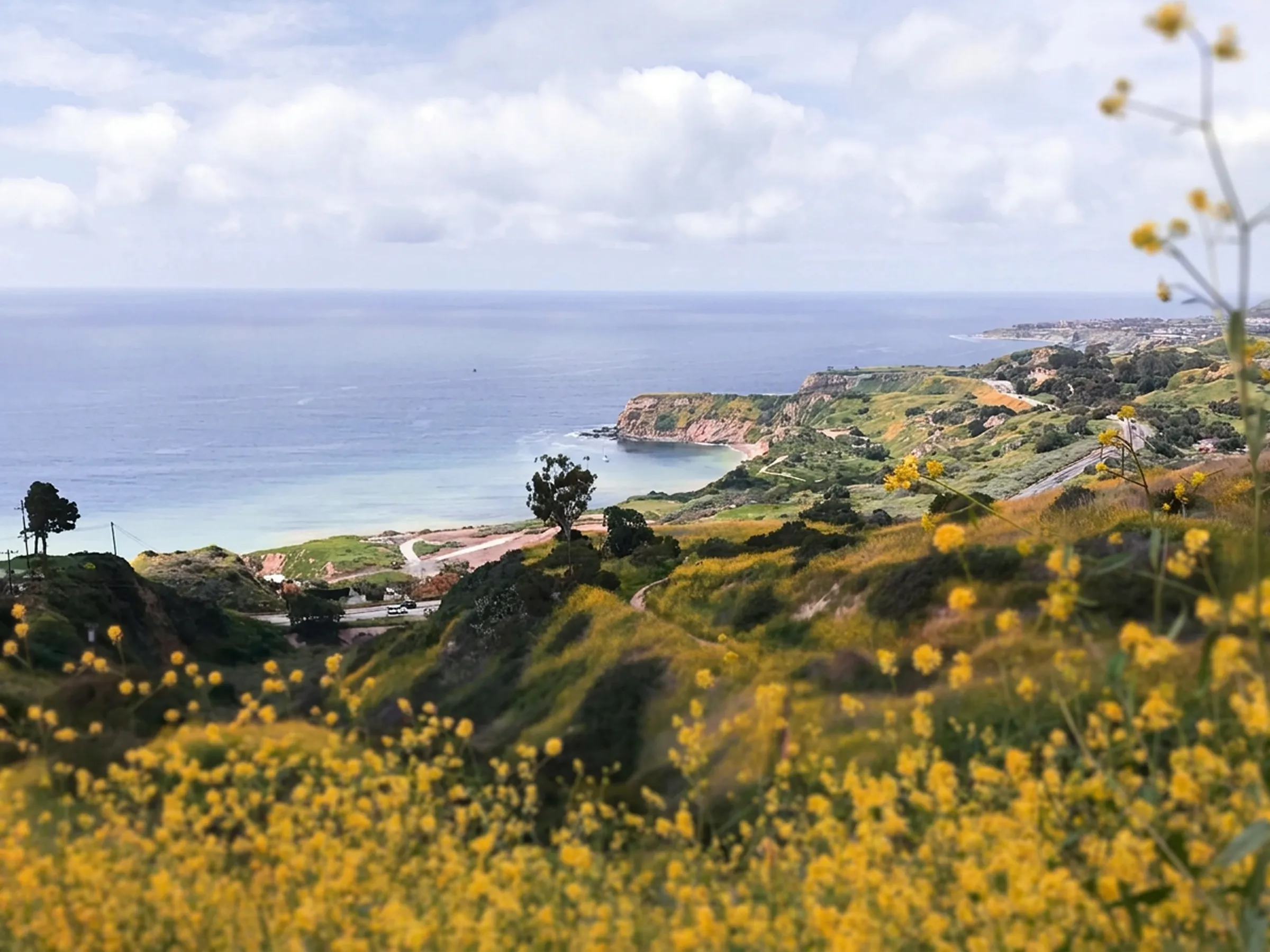 Yellow wildflowers on the Palos Verdes hills above the ocean